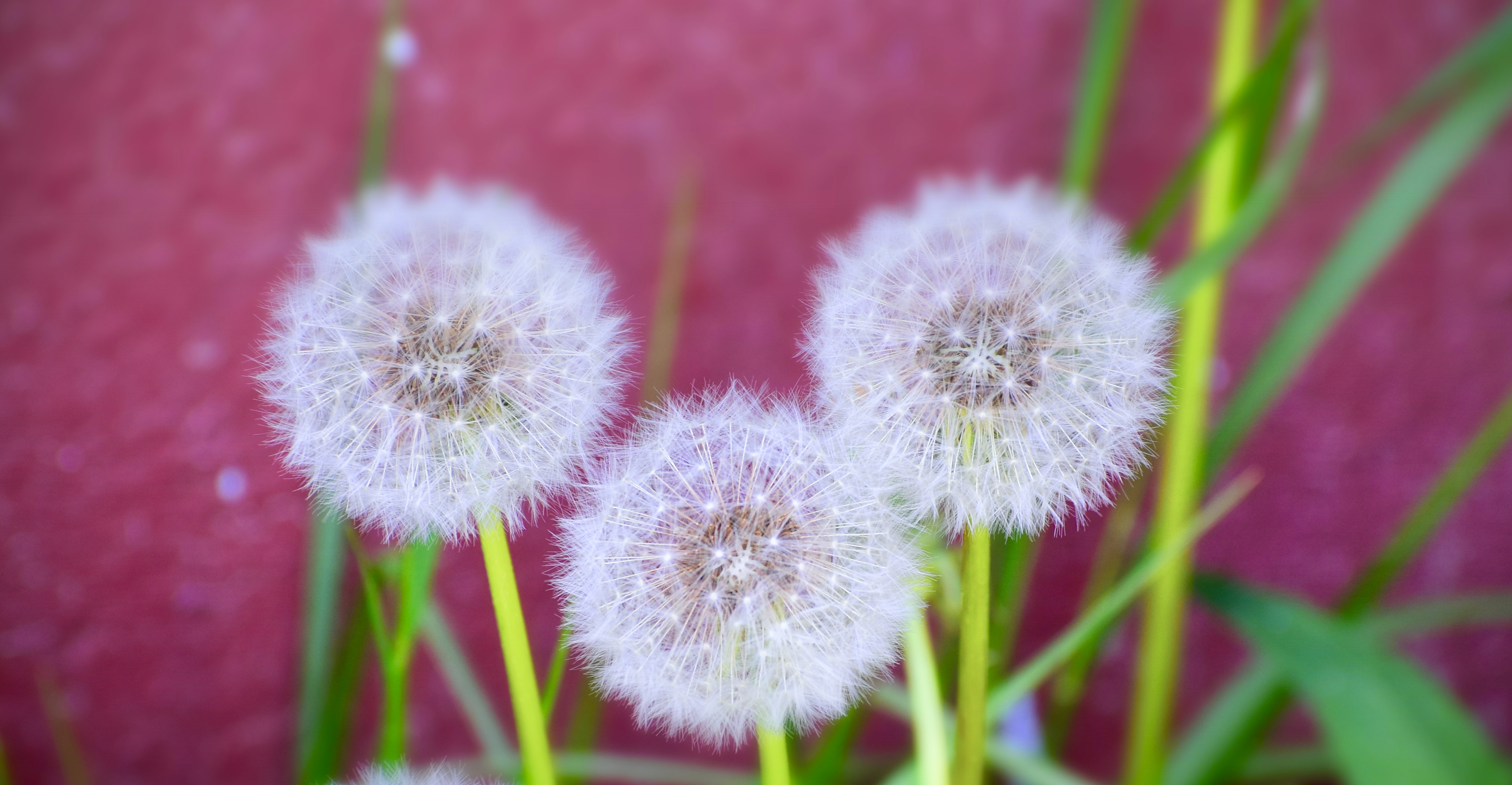 Dandelion Art