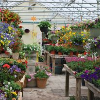 Windswept Gardens Nursery & Greenhouse photo 3