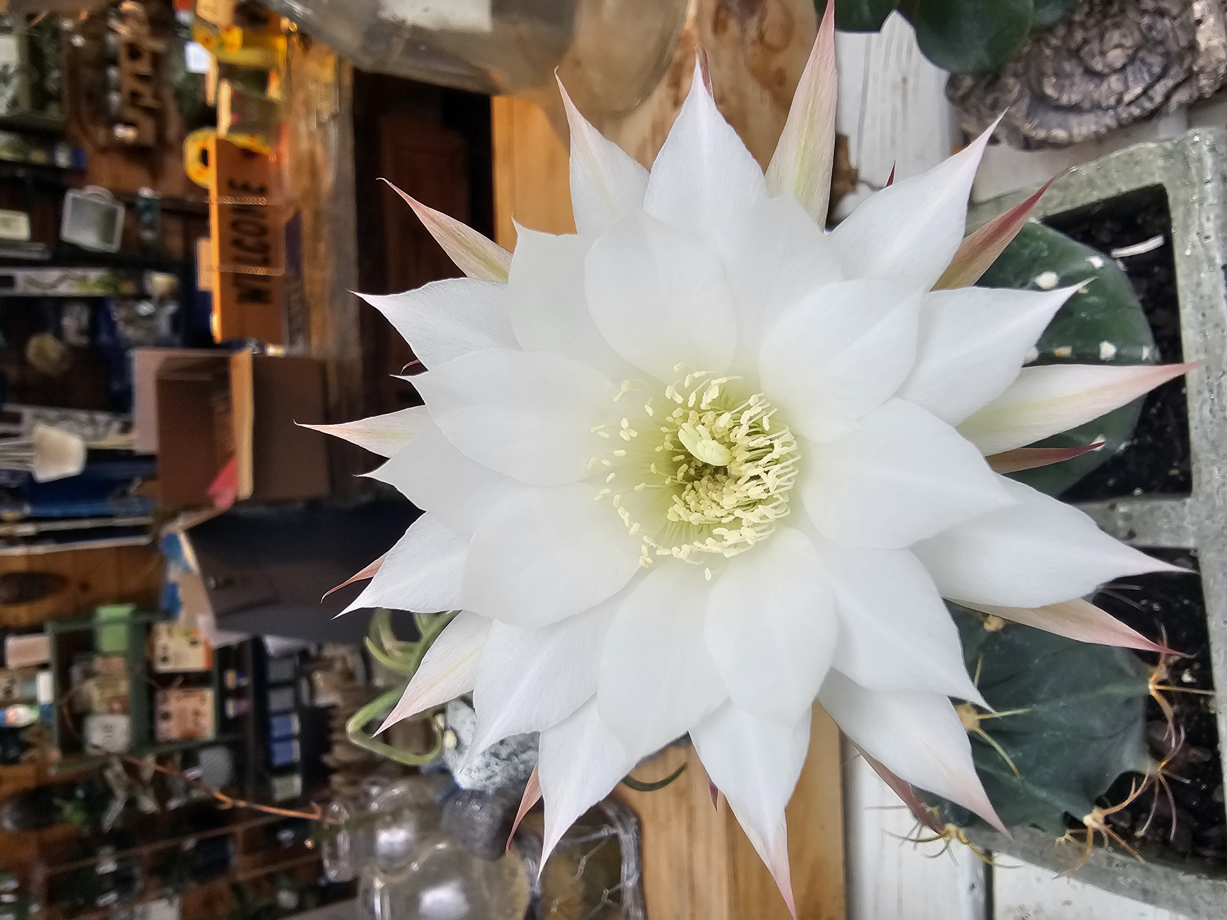 Windswept Indoor Oasis photo 1