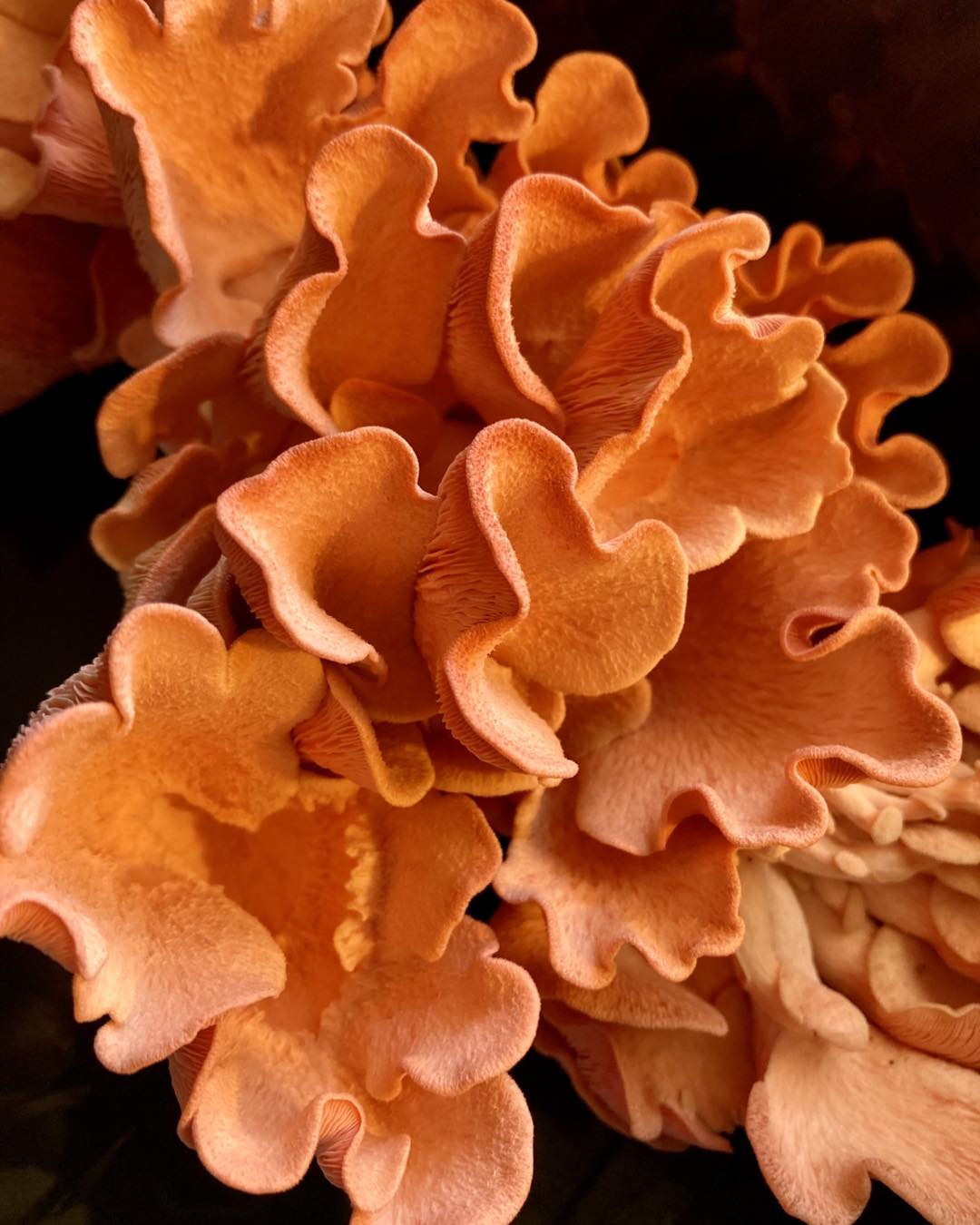 MMM'Shrooms - The Fungi Farm photo 5