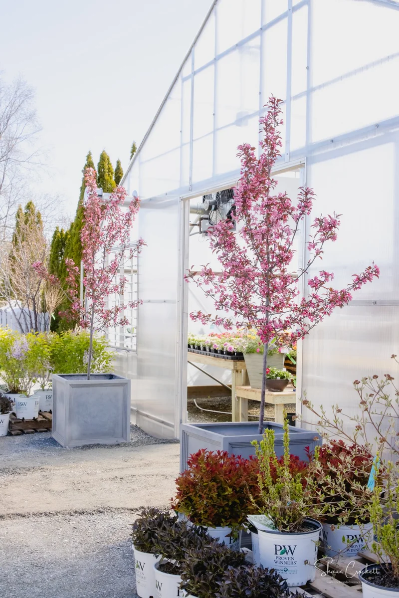 Windswept Gardens Nursery & Greenhouse photo 2