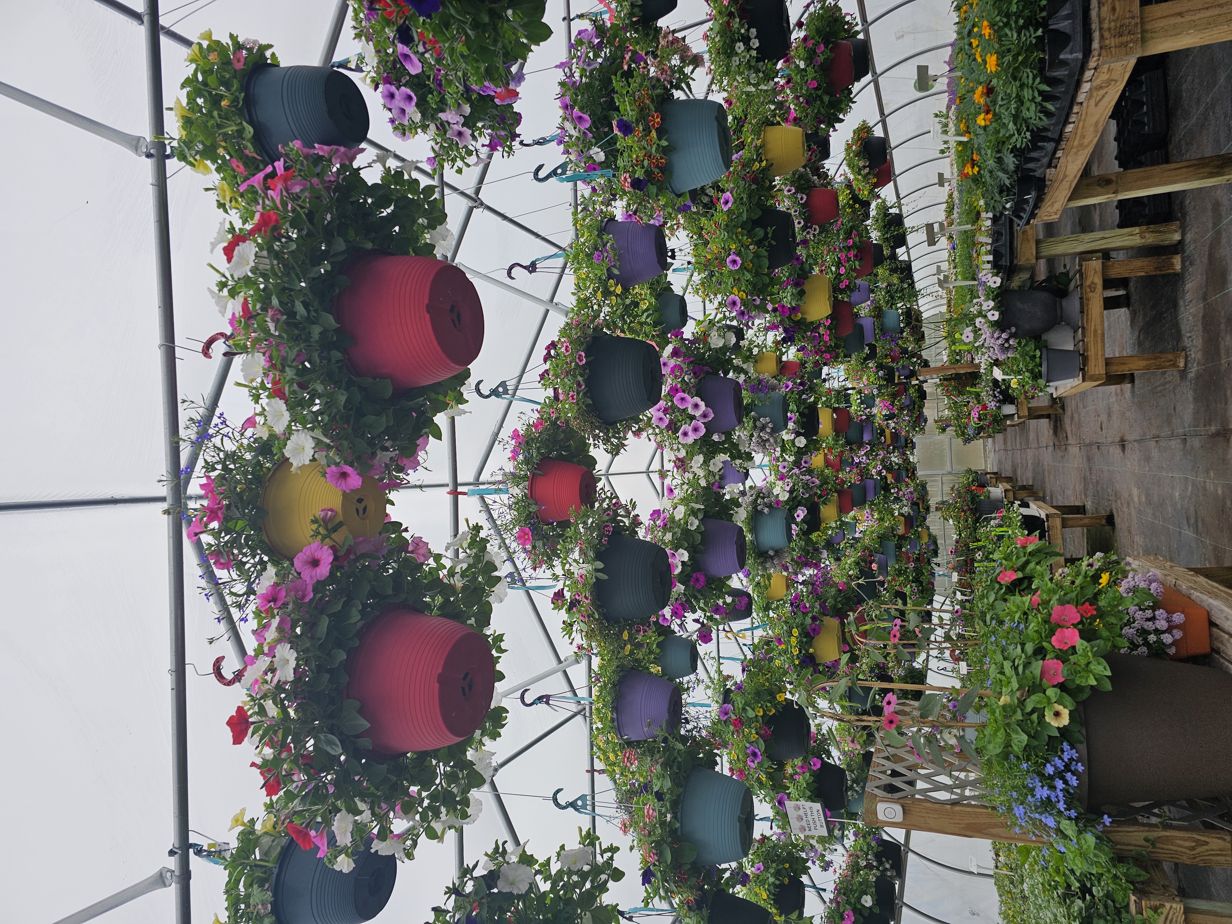 Windswept Gardens Nursery & Greenhouse photo 6