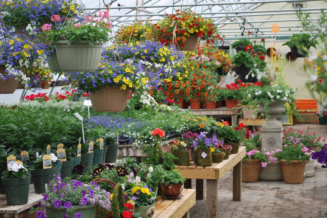 Windswept Gardens Nursery & Greenhouse photo 4