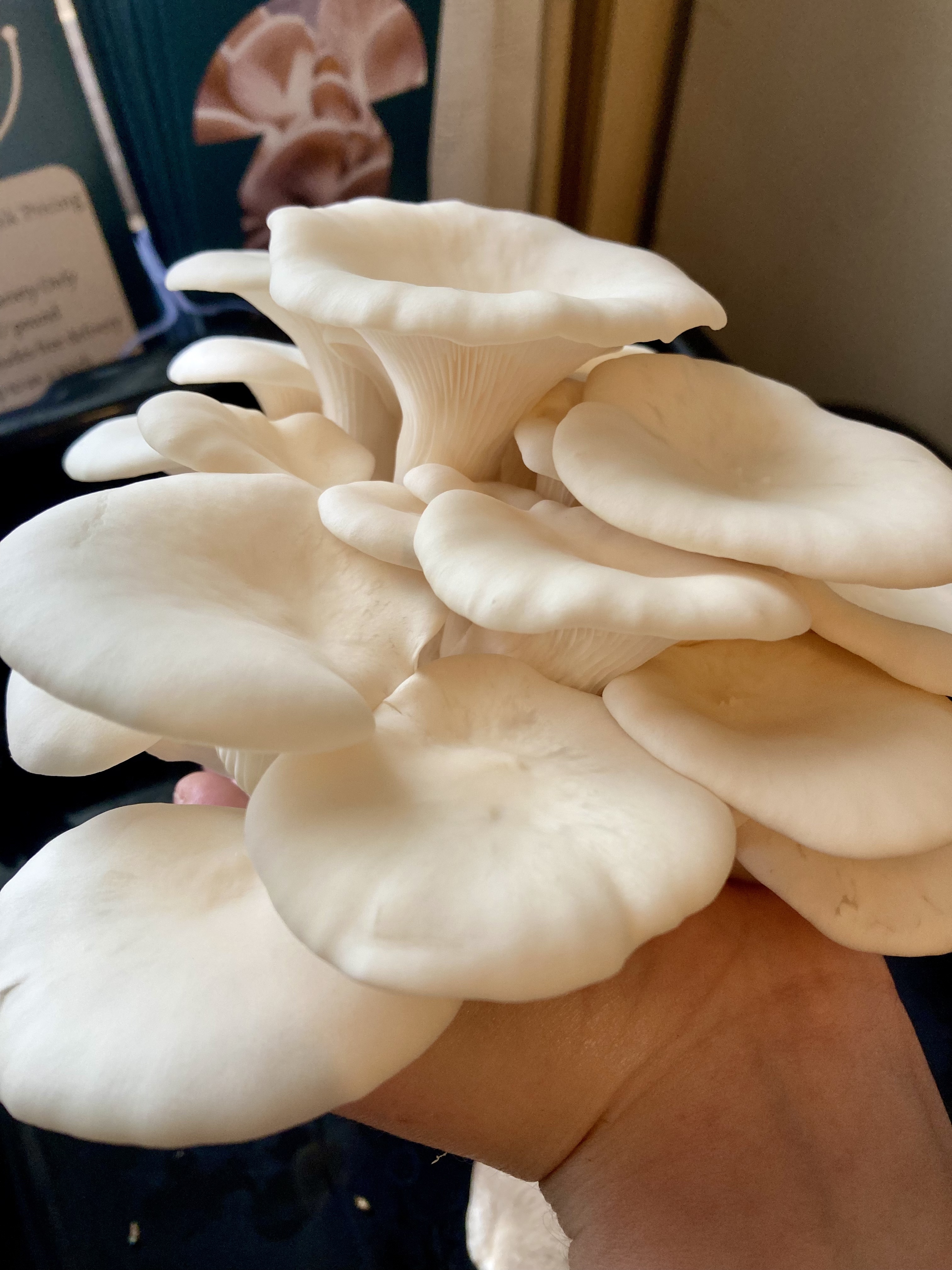 MMM'Shrooms - The Fungi Farm photo 3