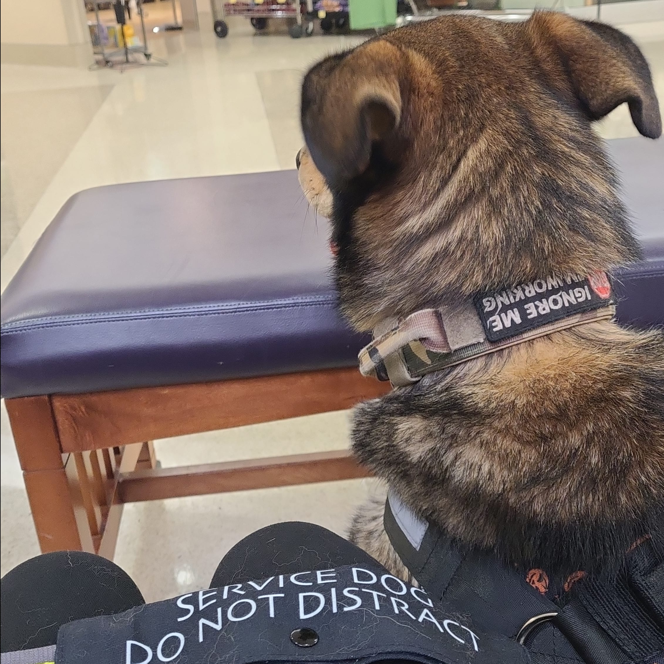 KD'S K9 Training photo 4
