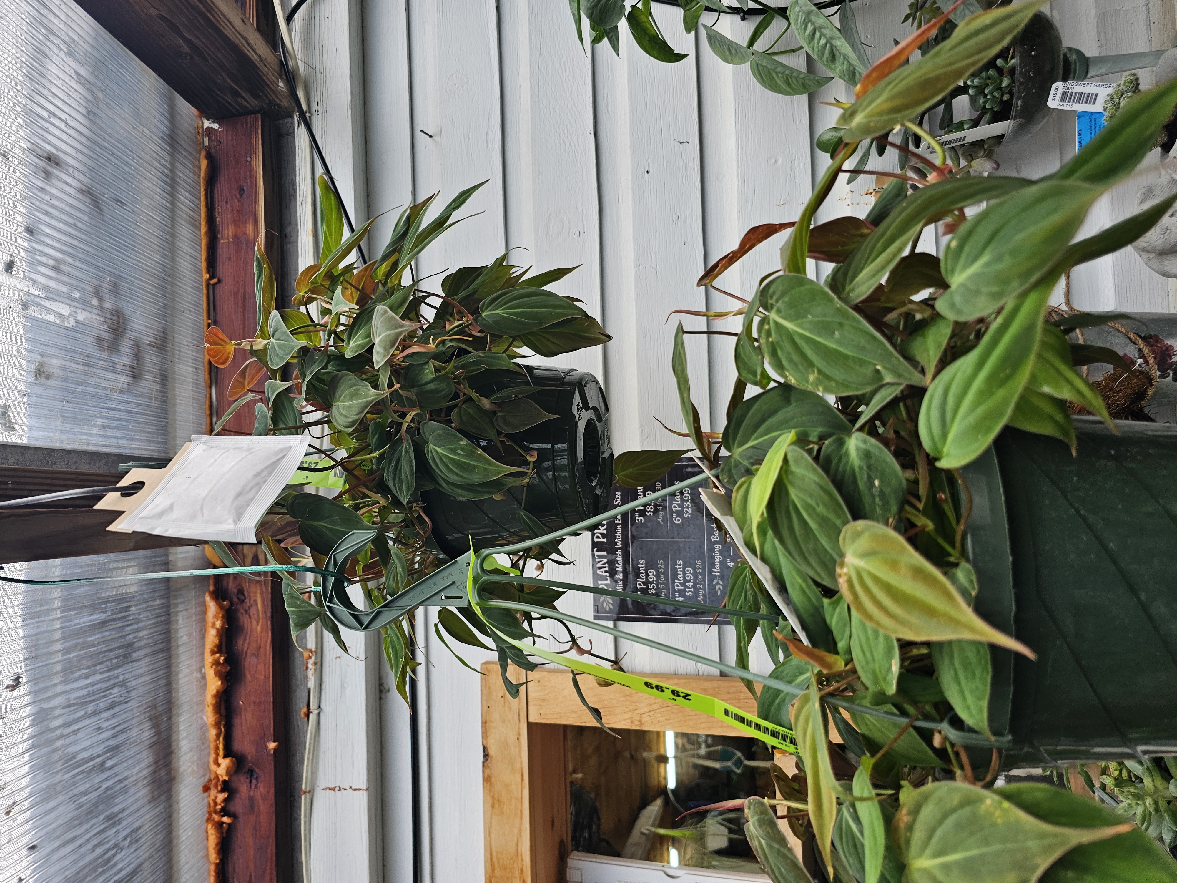 Windswept Indoor Oasis photo 4
