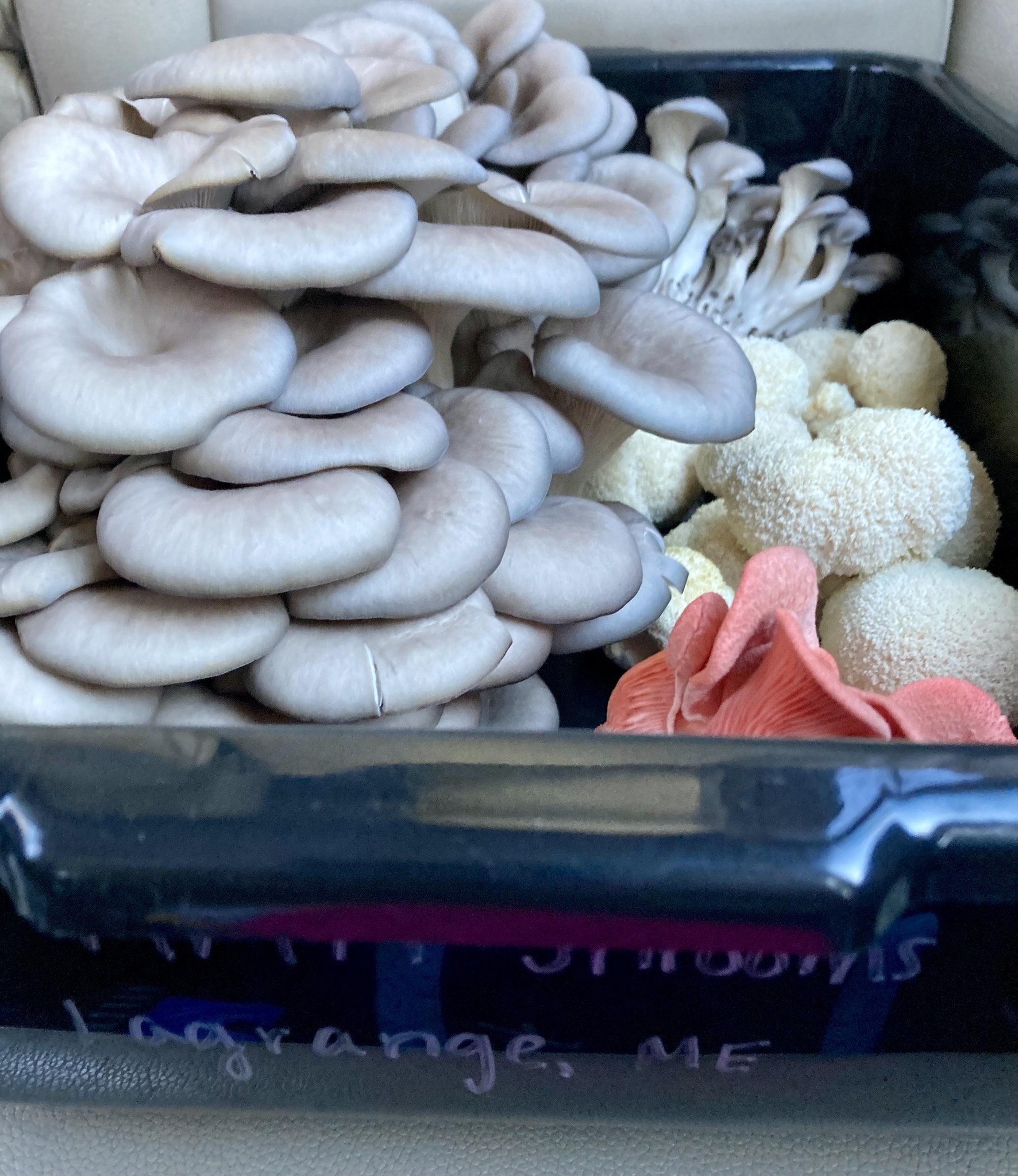 MMM'Shrooms - The Fungi Farm photo 2