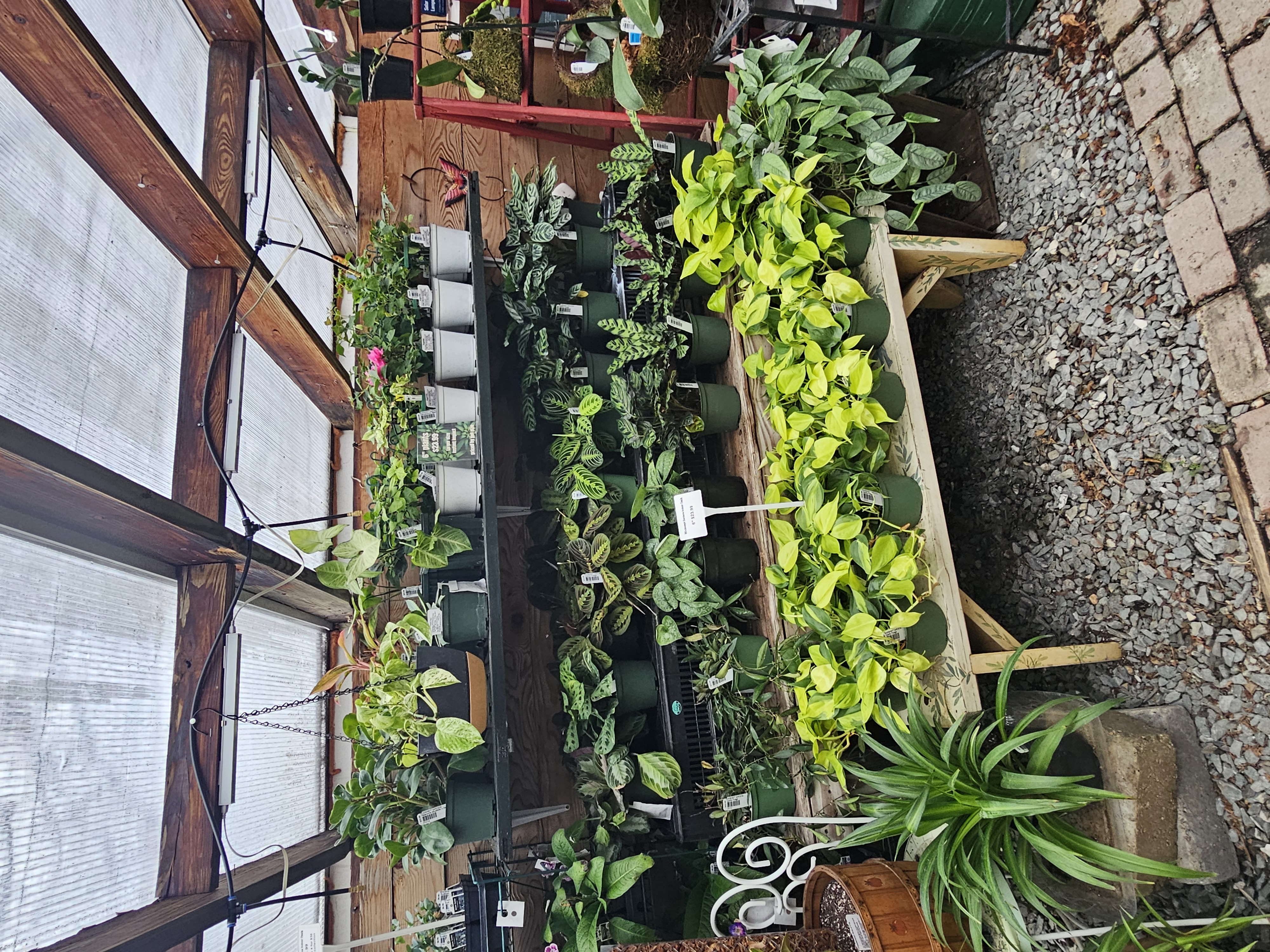 Windswept Indoor Oasis photo 5