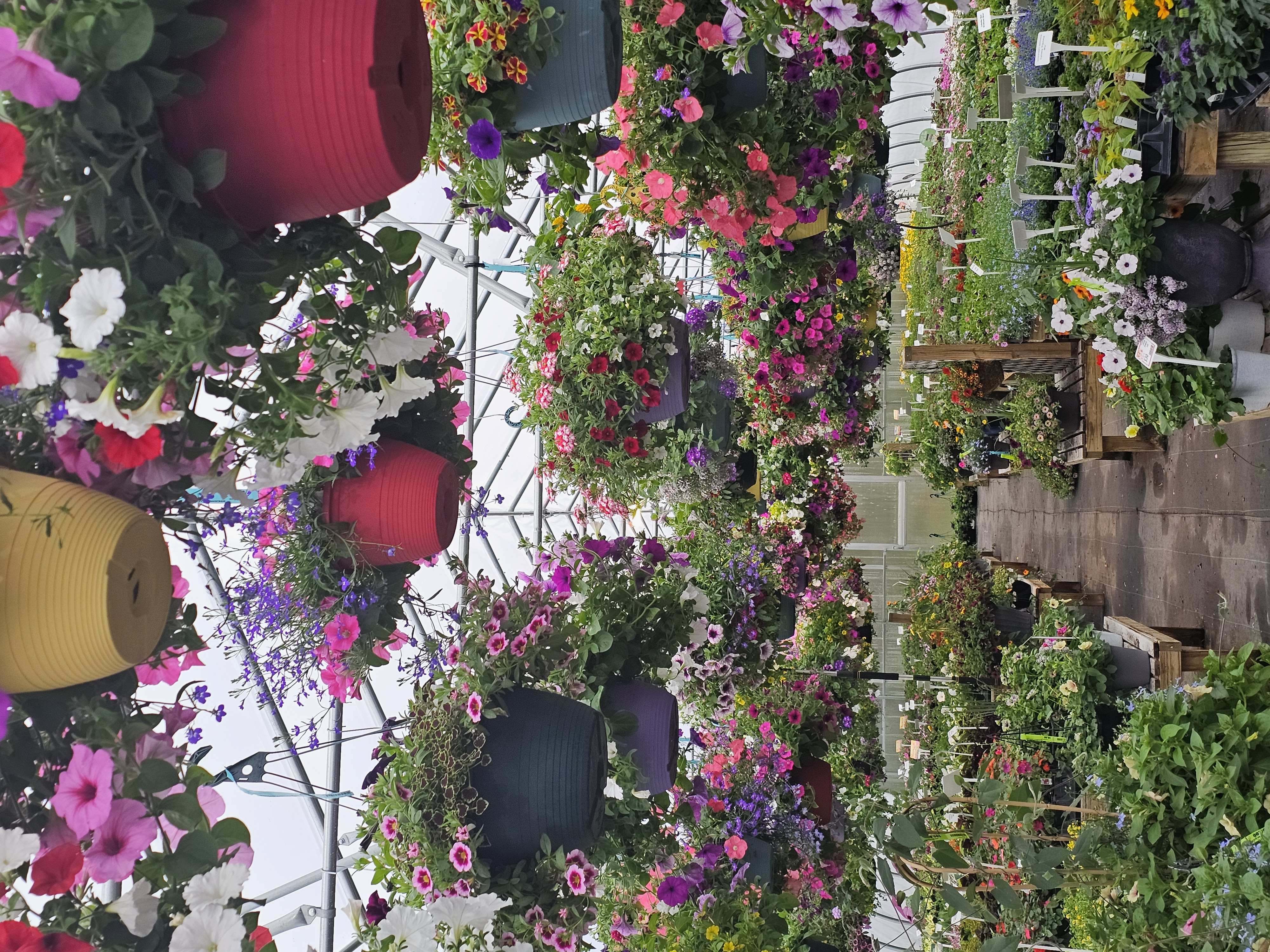 Windswept Gardens Nursery & Greenhouse photo 5